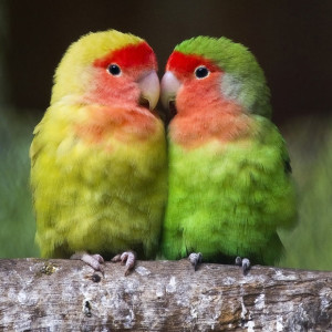 lovebirds_2012457i
